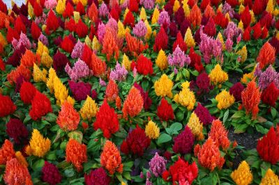 Thrives in a Variety of Soils!