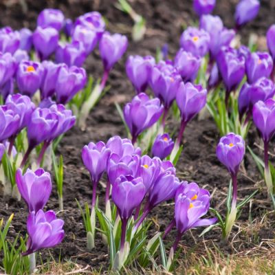 Crocus Planting - Crocus Planting Las Vegas, Nevada