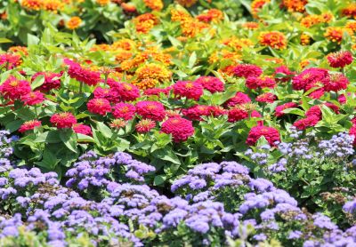Keep Your Flowers Well Maintained