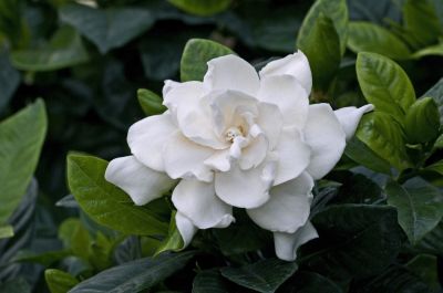 Gardenia Planting