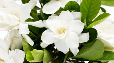 Gardenia Plants are Beautiful!