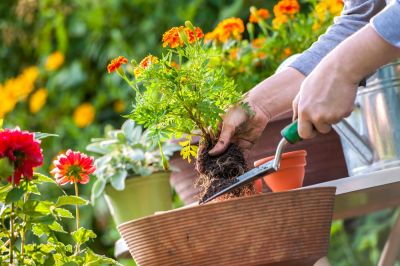 Optimize the Growth and Health of Your Plants!