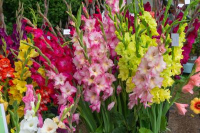 Add Beauty to Your Gladiolus Plants!