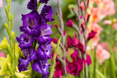 Colorful Flowers!
