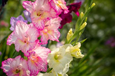 Gladiolus Planting