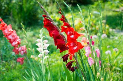 Stunning Gladiolus Plants!