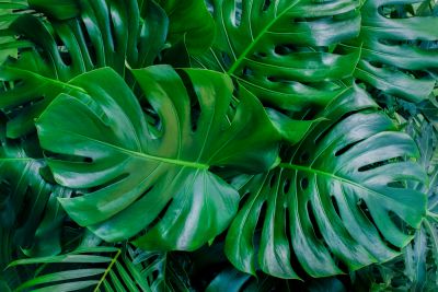 Monstera Planting