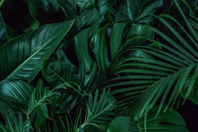Monsteras are Hardy Plants!