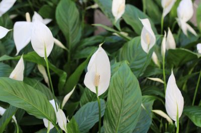 Beautiful Elegant Flowers!