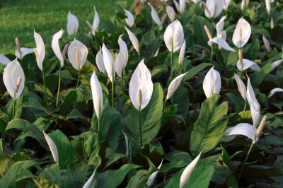 Peace Lily Planting