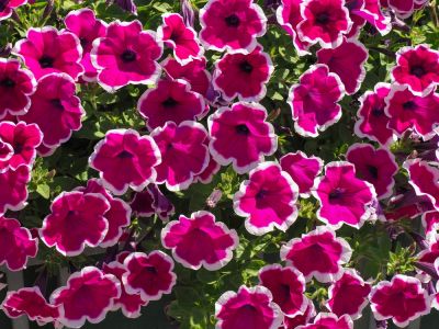 Add Flair to Your Garden!