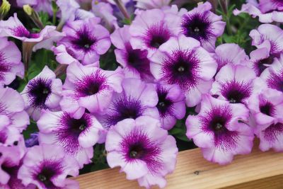 Beautiful Flowering Plants!