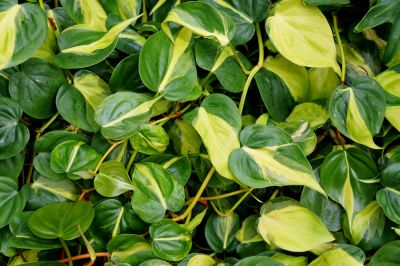 Philodendron Planting