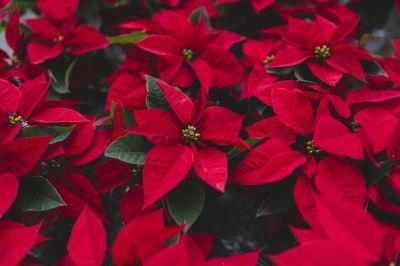 Add Color and Beauty to Your Landscaping!
