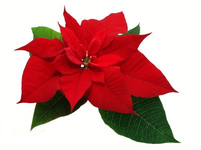 Beautiful Plant!