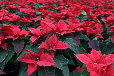 Poinsettia Planting - Poinsettia Planting Minneapolis, Minnesota