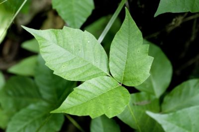 Poison Ivy Removal