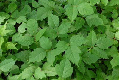 Remove Poison Ivy from Your Home or Business!