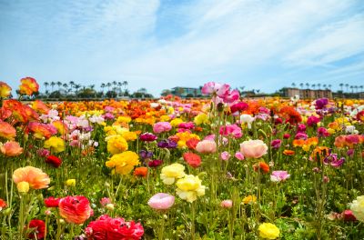 Add Color to Your Garden!