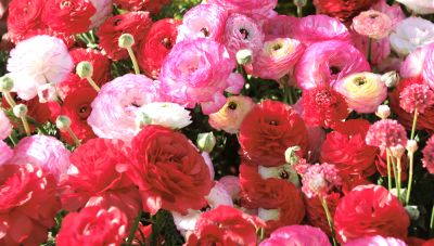 Beautiful and Vibrant Flowers!