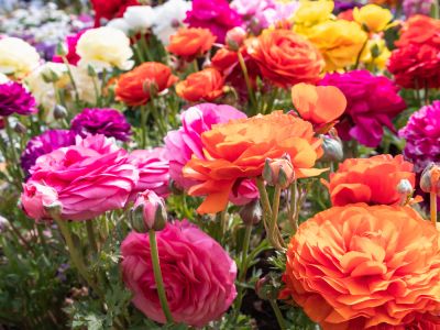Ranunculus Planting - Ranunculus Planting Logan, Utah