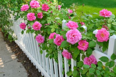 Rose Bushes Flower in Different Colors!