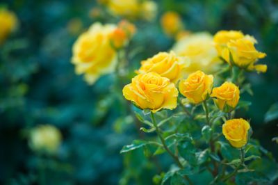 Rose Bushes Require Minimal Care!