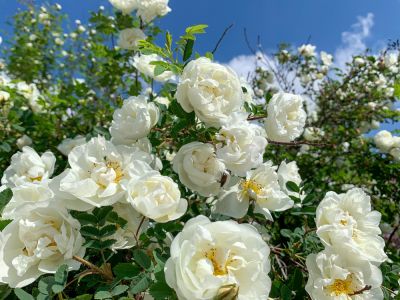 You Can Keep Rose Bushes Trimmed to Your Preference!