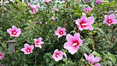Beautiful Flowering Rose of Sharon!