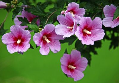 Pink Rose of Sharon Plants!