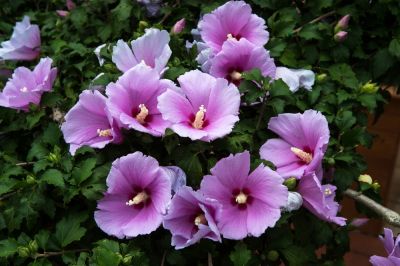 Rose Of Sharon Planting