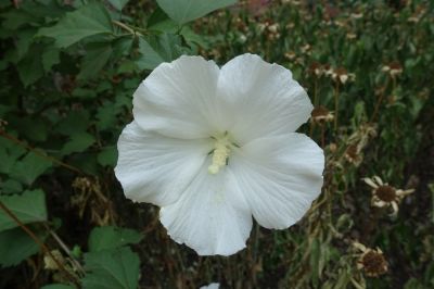 White Rose of Sharon Plants!