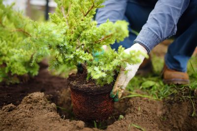 Get Professional Landscapers to Plant Shrubs!