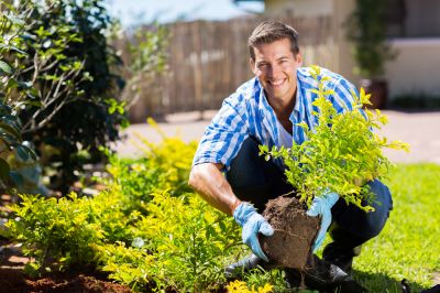 Fern Planting