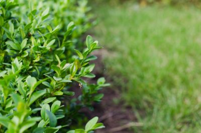 Keep Your Shrubs Healthy!