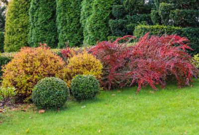 Select Shrubs That Will Thrive in Your Landscape!