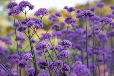 Add Beauty to Your Garden!