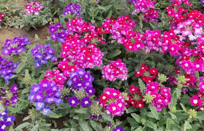 Bright and Vibrant Blooms!