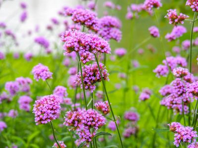 Fragrant Flowers!