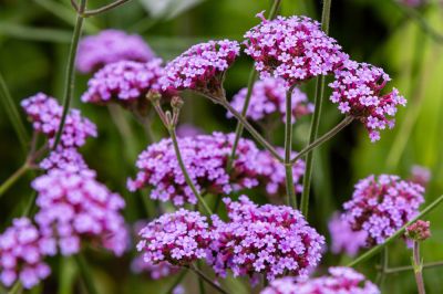 Verbena Planting