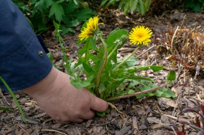 Weed Pulling to Reduce and Eliminate Weeds!
