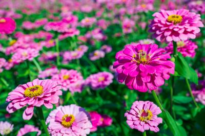 Brightly Colored!