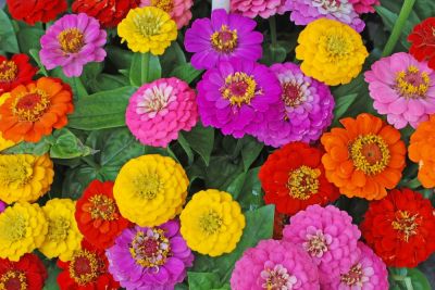 Zinnia Planting - Zinnia Planting Savannah, Georgia