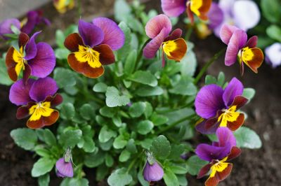 Flower Planting