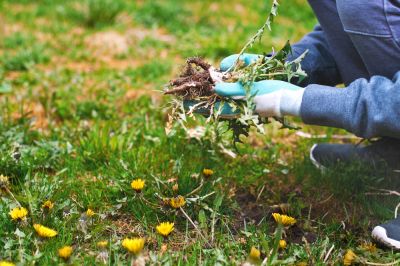 Garden Weed Pulling