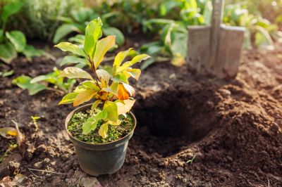 Plant Transplanting