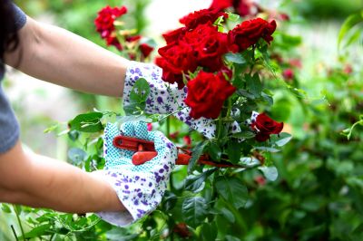 Flower Trimming