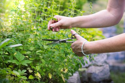 Herb Trimming