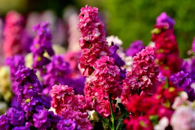 Promote Healthy New Growth